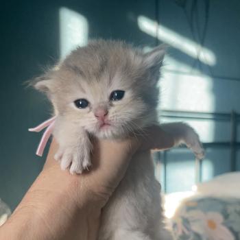 chaton British Shorthair black golden shaded Bleuet Chatterie Le Domaine de Phyr