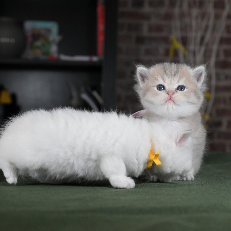 Bleuet Du Domaine de Phyr Femelle British Shorthair