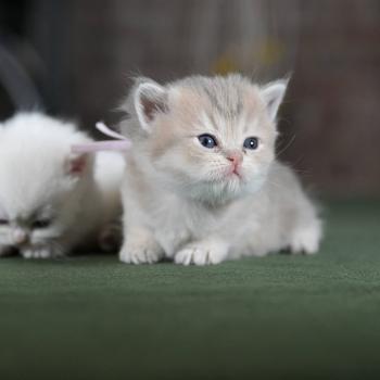 chaton British Shorthair blue golden shaded Bleuet Chatterie Le Domaine de Phyr