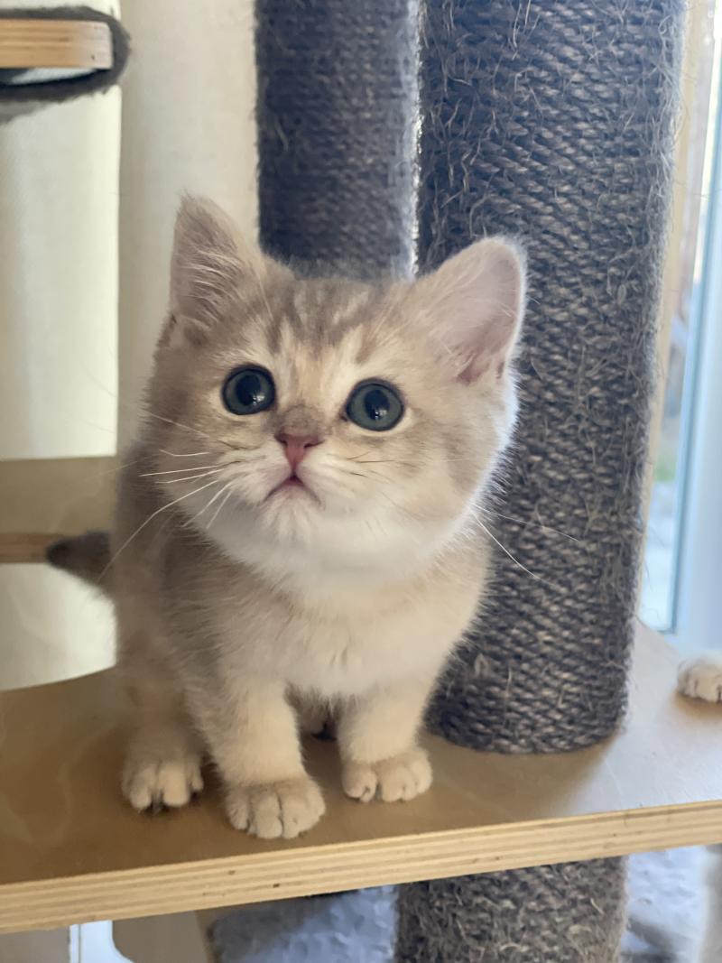 Bleuet Du Domaine de Phyr Femelle British Shorthair