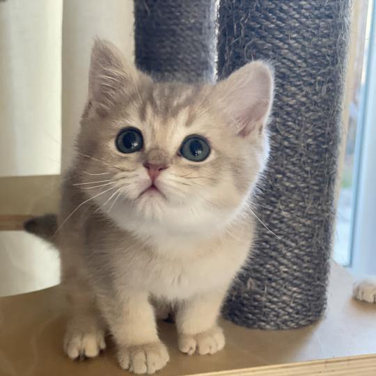 Bleuet Du Domaine de Phyr Femelle British Shorthair