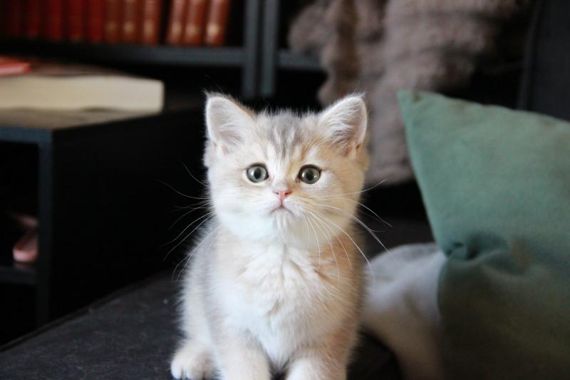 Bleuet Du Domaine de Phyr Femelle British Shorthair
