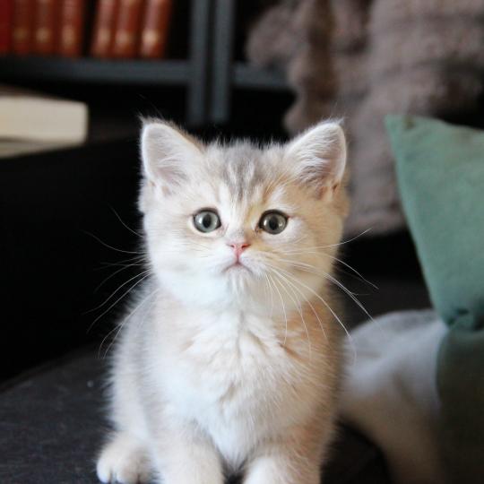 Bleuet Du Domaine de Phyr Femelle British Shorthair