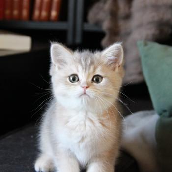 chaton British Shorthair blue golden shaded Bleuet Chatterie Le Domaine de Phyr