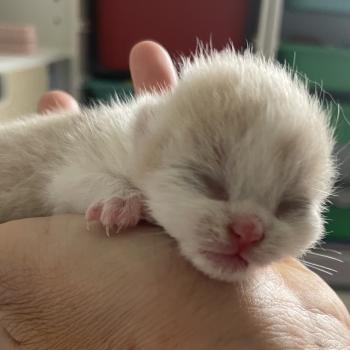 chaton British Shorthair cream bicolor Blink Chatterie Le Domaine de Phyr