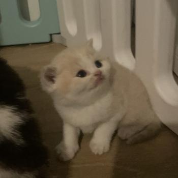 chaton British Shorthair cream bicolor Blink Chatterie Le Domaine de Phyr