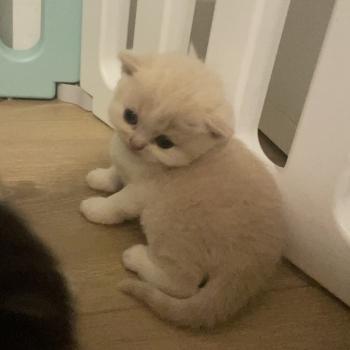 chaton British Shorthair cream bicolor Blink Chatterie Le Domaine de Phyr