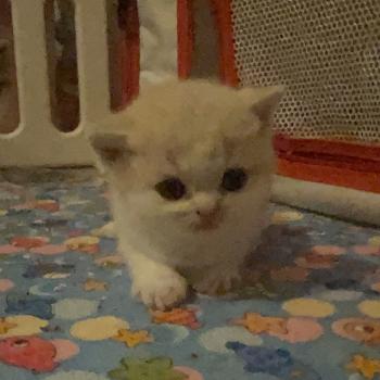 chaton British Shorthair cream bicolor Blink Chatterie Le Domaine de Phyr