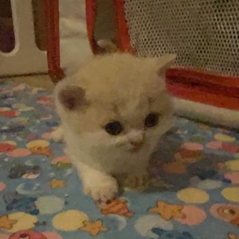 chaton British Shorthair cream bicolor Blink Chatterie Le Domaine de Phyr