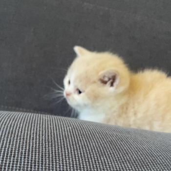 chaton British Shorthair cream bicolor Blink Chatterie Le Domaine de Phyr