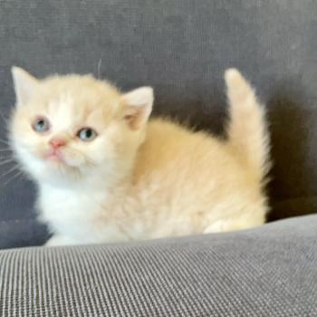 chaton British Shorthair cream bicolor Blink Chatterie Le Domaine de Phyr