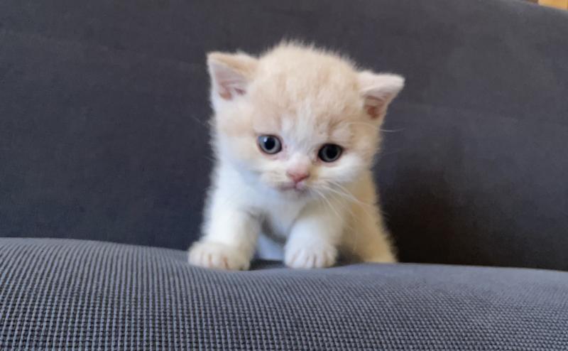 Blink Du Domaine de Phyr Mâle British Shorthair