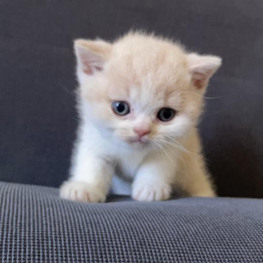 Blink Du Domaine de Phyr Mâle British Shorthair