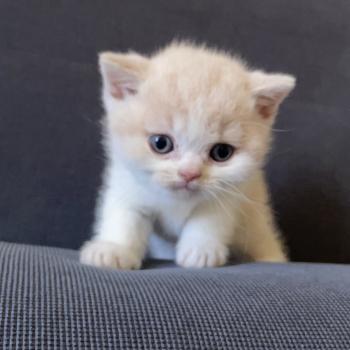 chaton British Shorthair cream bicolor Blink Chatterie Le Domaine de Phyr