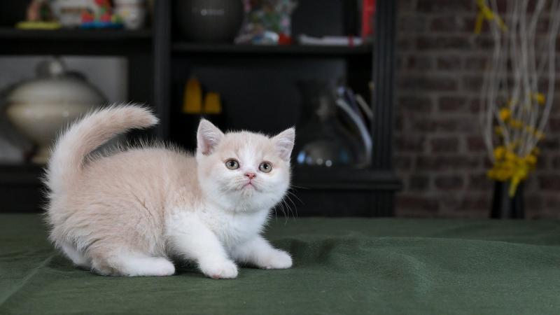 Blink Du Domaine de Phyr Mâle British Shorthair