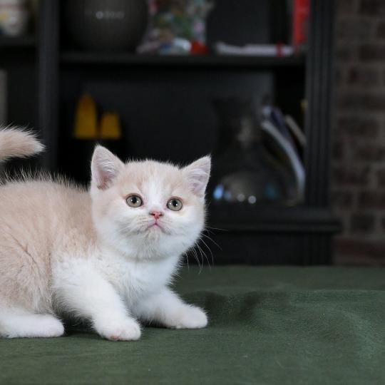 Blink Du Domaine de Phyr Mâle British Shorthair