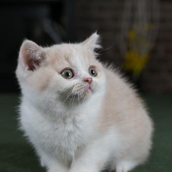 chaton British Shorthair cream bicolor Blink Chatterie Le Domaine de Phyr