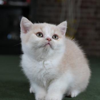 chaton British Shorthair cream bicolor Blink Chatterie Le Domaine de Phyr