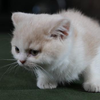 chaton British Shorthair cream bicolor Blink Chatterie Le Domaine de Phyr