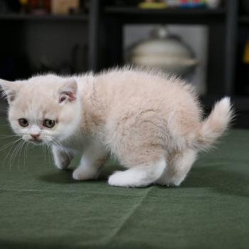 chaton British Shorthair cream bicolor Blink Chatterie Le Domaine de Phyr