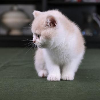 chaton British Shorthair cream bicolor Blink Chatterie Le Domaine de Phyr