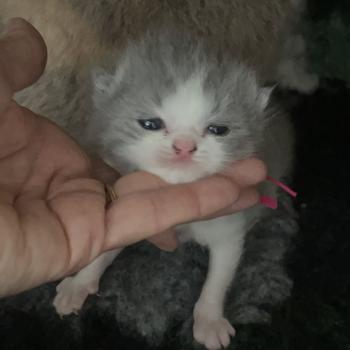 chaton British Shorthair blue bicolor Blizzard Chatterie Le Domaine de Phyr
