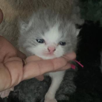 chaton British Shorthair blue bicolor Blizzard Chatterie Le Domaine de Phyr
