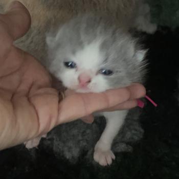 chaton British Shorthair blue bicolor Blizzard Chatterie Le Domaine de Phyr