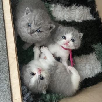 chaton British Shorthair blue bicolor Blizzard Chatterie Le Domaine de Phyr