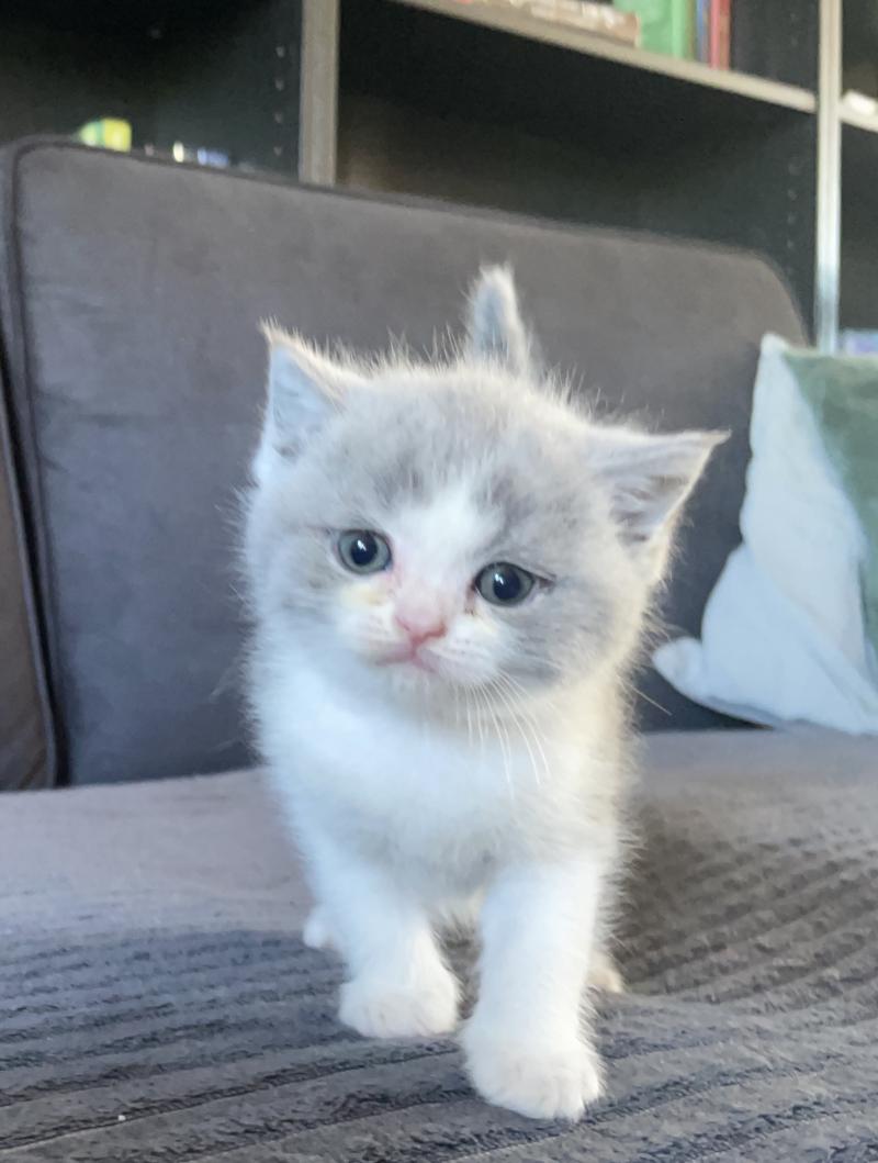 Blizzard Du Domaine de Phyr Mâle British Shorthair