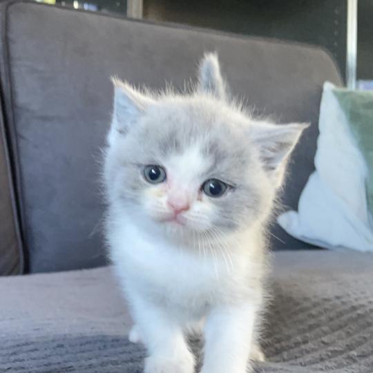 Blizzard Du Domaine de Phyr Mâle British Shorthair