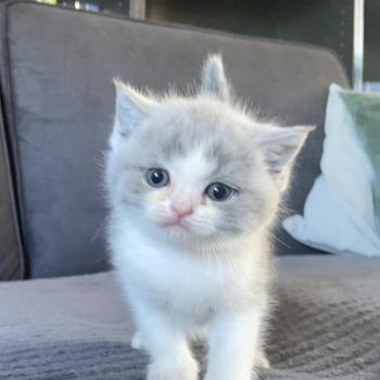 chaton British Shorthair blue bicolor Blizzard Chatterie Le Domaine de Phyr