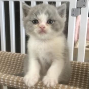chaton British Shorthair blue bicolor Blizzard Chatterie Le Domaine de Phyr