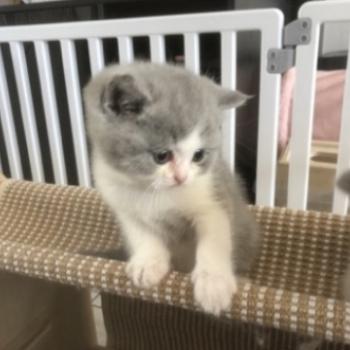 chaton British Shorthair blue bicolor Blizzard Chatterie Le Domaine de Phyr