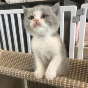 chaton British Shorthair blue bicolor Blizzard Chatterie Le Domaine de Phyr