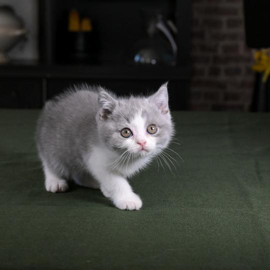 Blizzard Du Domaine de Phyr Mâle British Shorthair