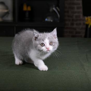 chaton British Shorthair blue bicolor Blizzard Chatterie Le Domaine de Phyr