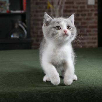 chaton British Shorthair blue bicolor Blizzard Chatterie Le Domaine de Phyr