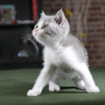 chaton British Shorthair blue bicolor Blizzard Chatterie Le Domaine de Phyr