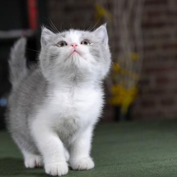 chaton British Shorthair blue bicolor Blizzard Chatterie Le Domaine de Phyr