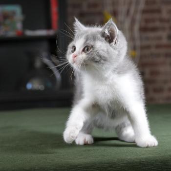 chaton British Shorthair blue bicolor Blizzard Chatterie Le Domaine de Phyr