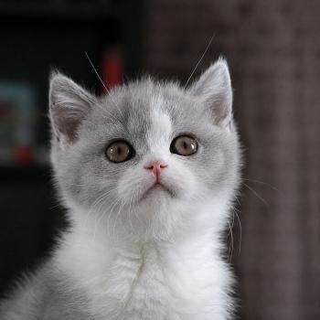 chaton British Shorthair blue bicolor Blizzard Chatterie Le Domaine de Phyr