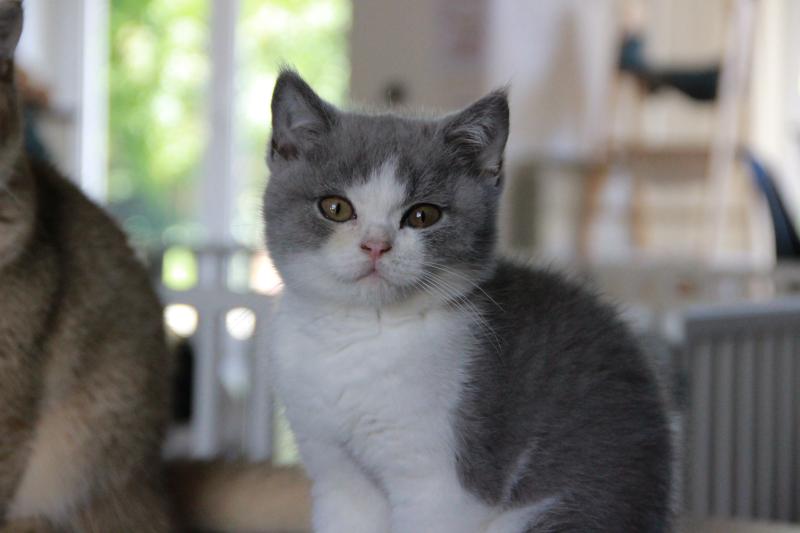 Blizzard Du Domaine de Phyr Mâle British Shorthair