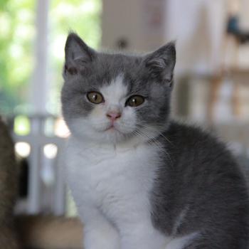 chaton British Shorthair blue bicolor Blizzard Chatterie Le Domaine de Phyr