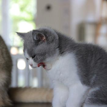 chaton British Shorthair blue bicolor Blizzard Chatterie Le Domaine de Phyr