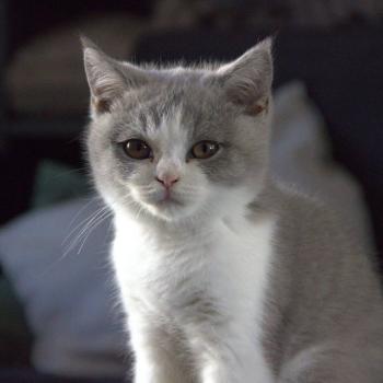 chaton British Shorthair blue bicolor Blizzard Chatterie Le Domaine de Phyr