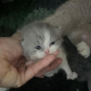 chaton British Shorthair blue bicolor Blue star Chatterie Le Domaine de Phyr