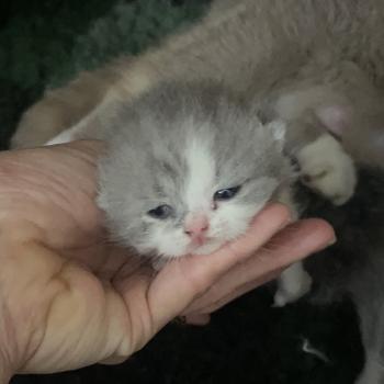 chaton British Shorthair blue bicolor Blue star Chatterie Le Domaine de Phyr