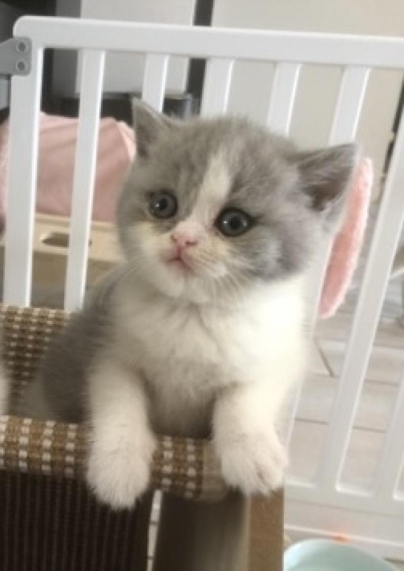 Blue star Du Domaine de Phyr Femelle British Shorthair