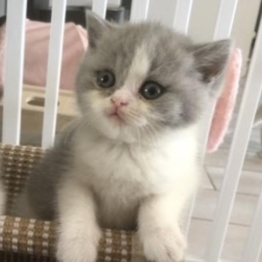 Blue star Du Domaine de Phyr Femelle British Shorthair